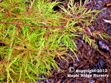 Acer palmatum 'Chantilly Lace' - mapleridgenursery